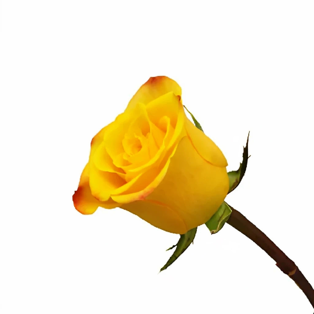 Marie Claire Roses Standard - alternative 1