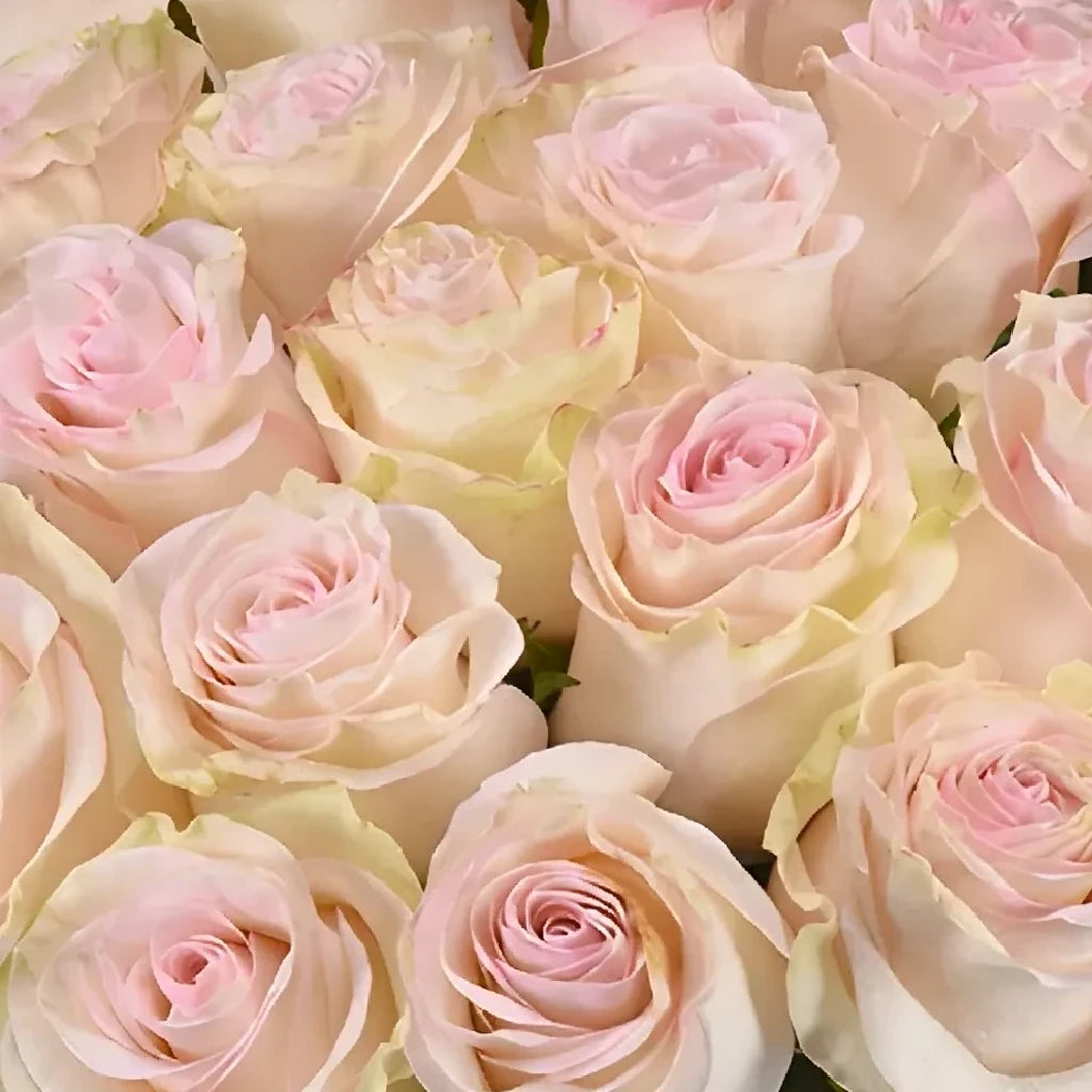 Marzipan Roses Standard - alternative 2