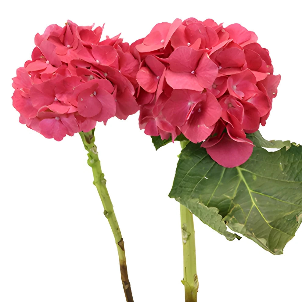 Pink Hot Hydrangeas - alternative 1