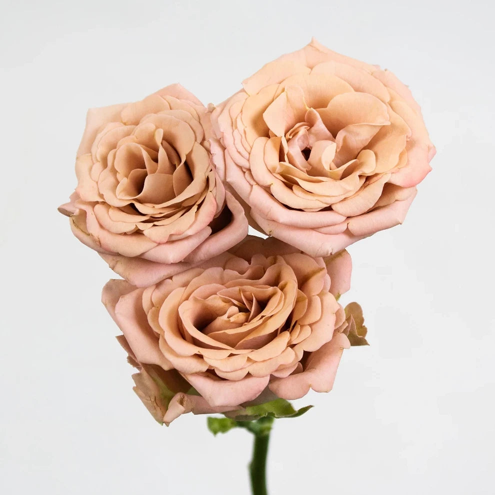 Mocca Roses Garden - alternative 2