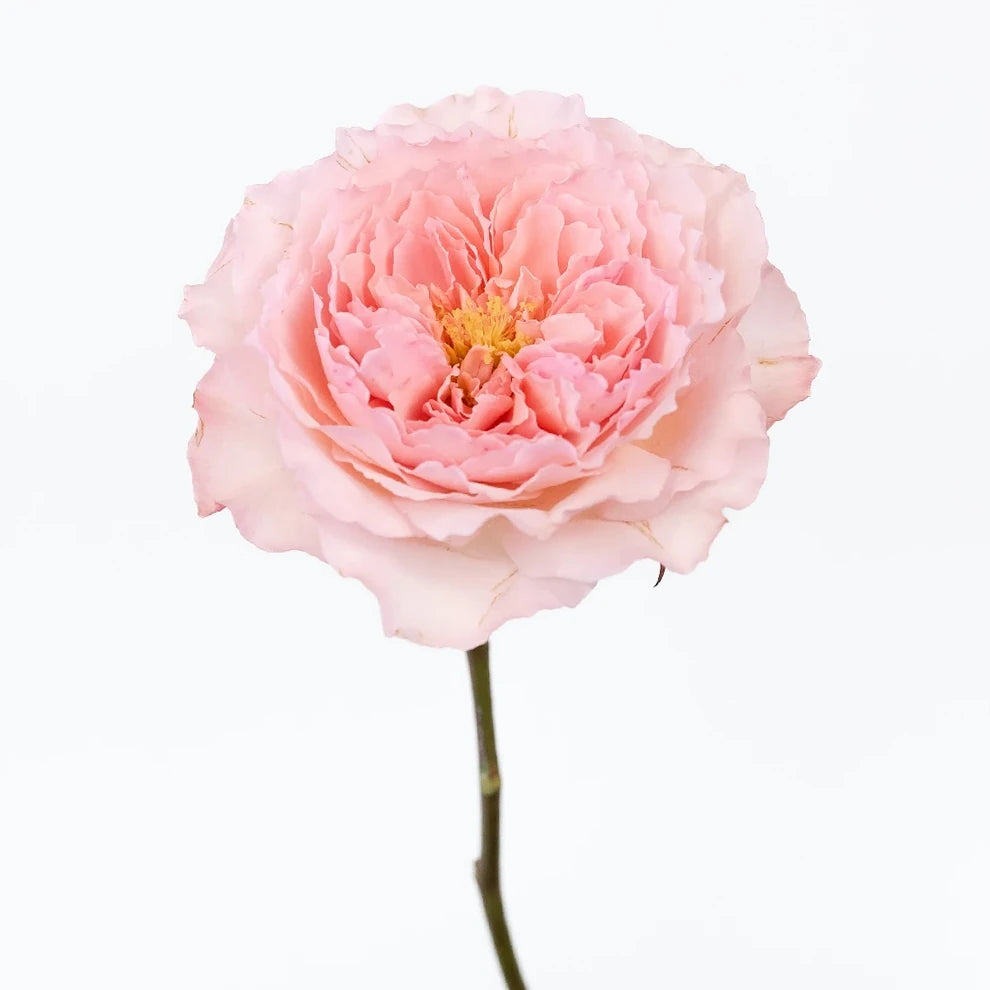 Mayra's Pink Roses Garden - alternative 1