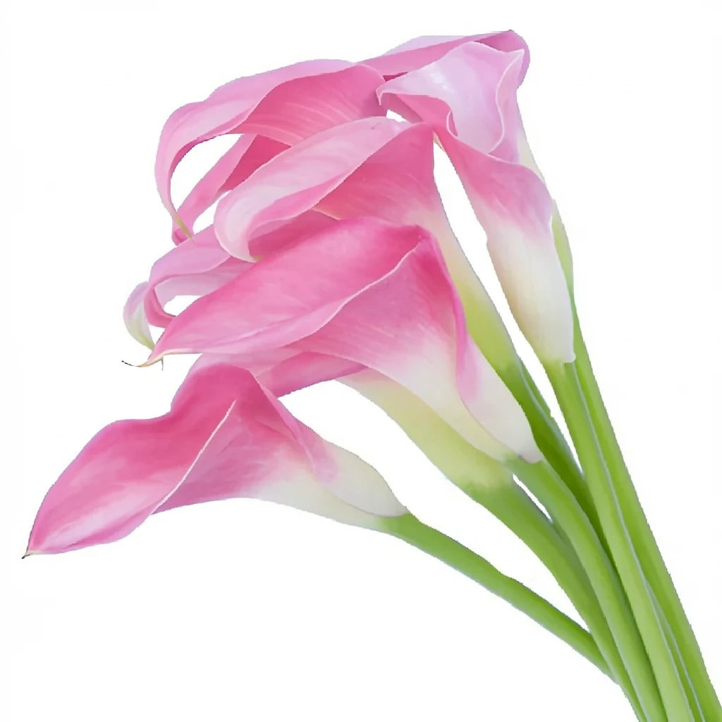 Pink Calla Lily Mini - main
