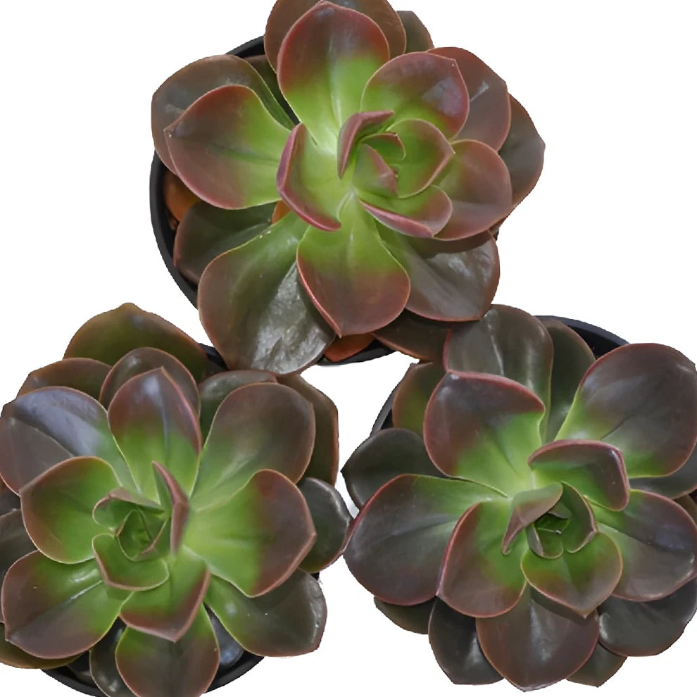 Red Succulents - main