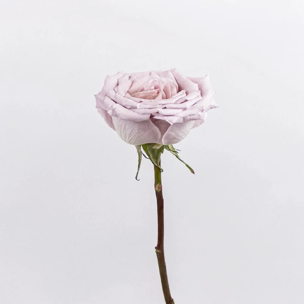 Menta Roses Standard - alternative 2
