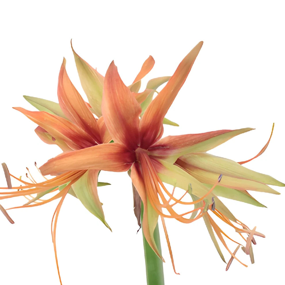 Orange Amaryllis - main
