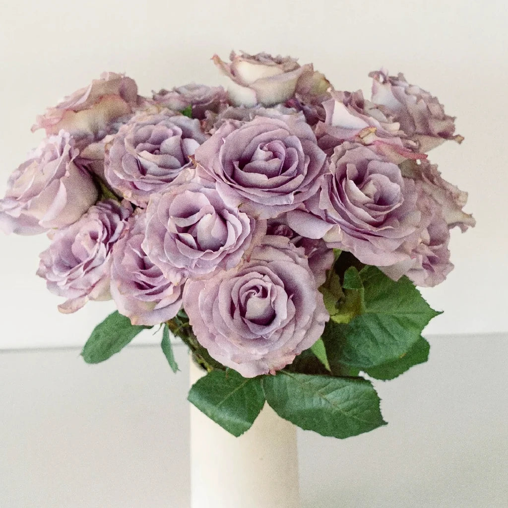 Mignon Roses Standard - alternative 2
