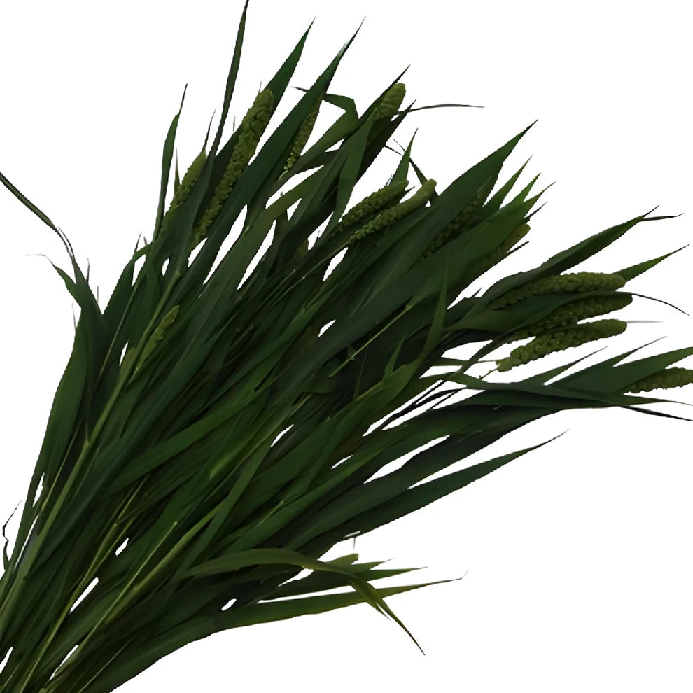 Millet Green Greenery - alternative 1
