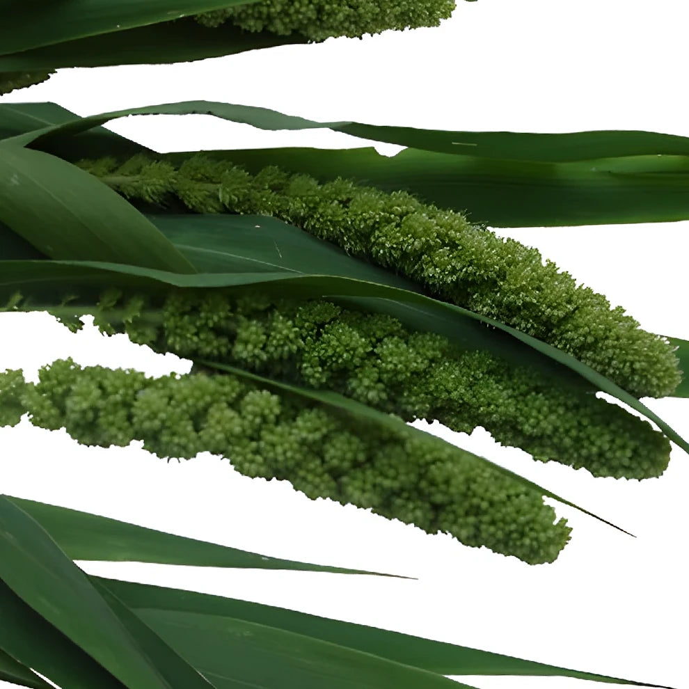 Millet Green Greenery - main