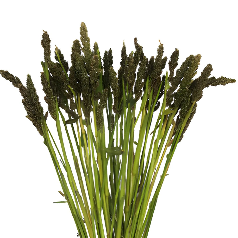 Tapestry Millet Greenery - alternative 1