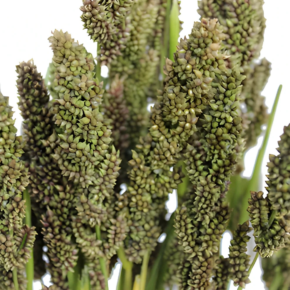 Tapestry Millet Greenery - main