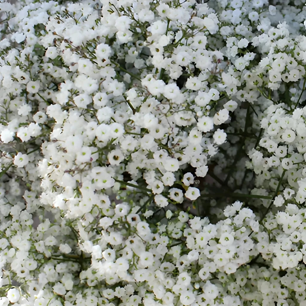 Million Star Babys Breath - alternative 2