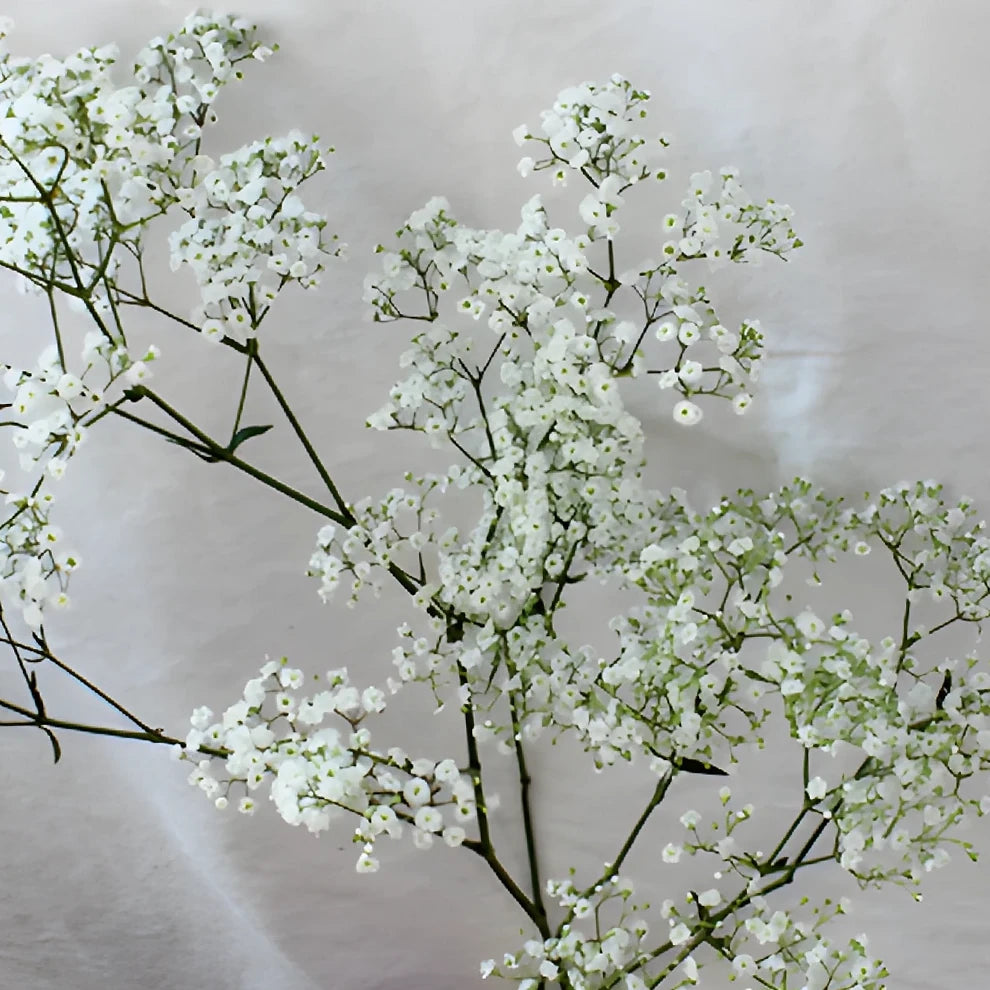 Million Star Babys Breath - main