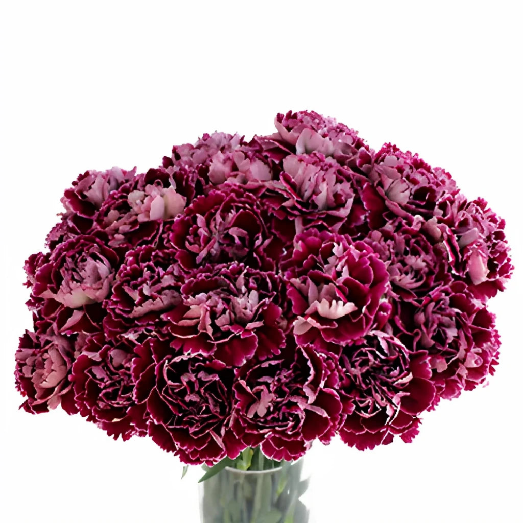 Minerva Carnations - alternative 3