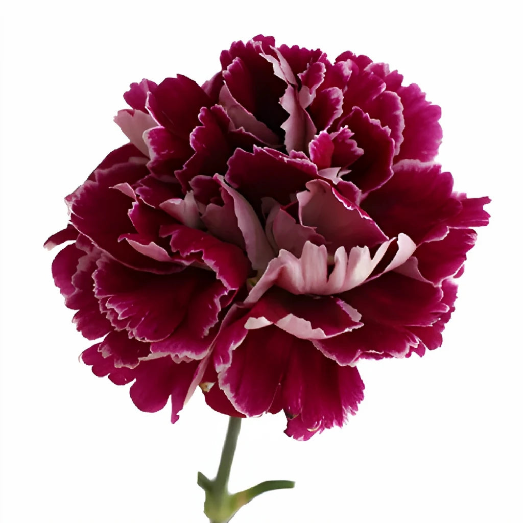Minerva Carnations - alternative 1