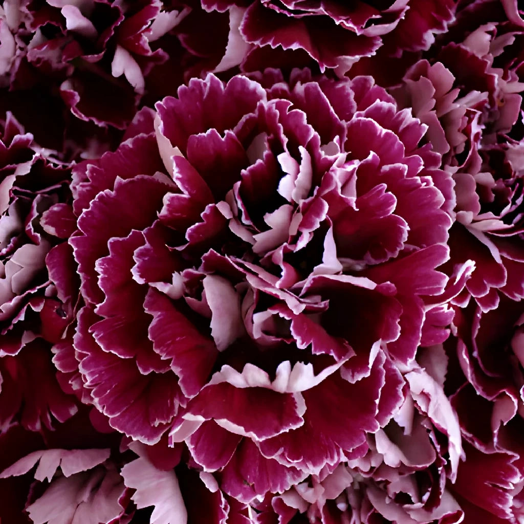 Minerva Carnations - alternative 2