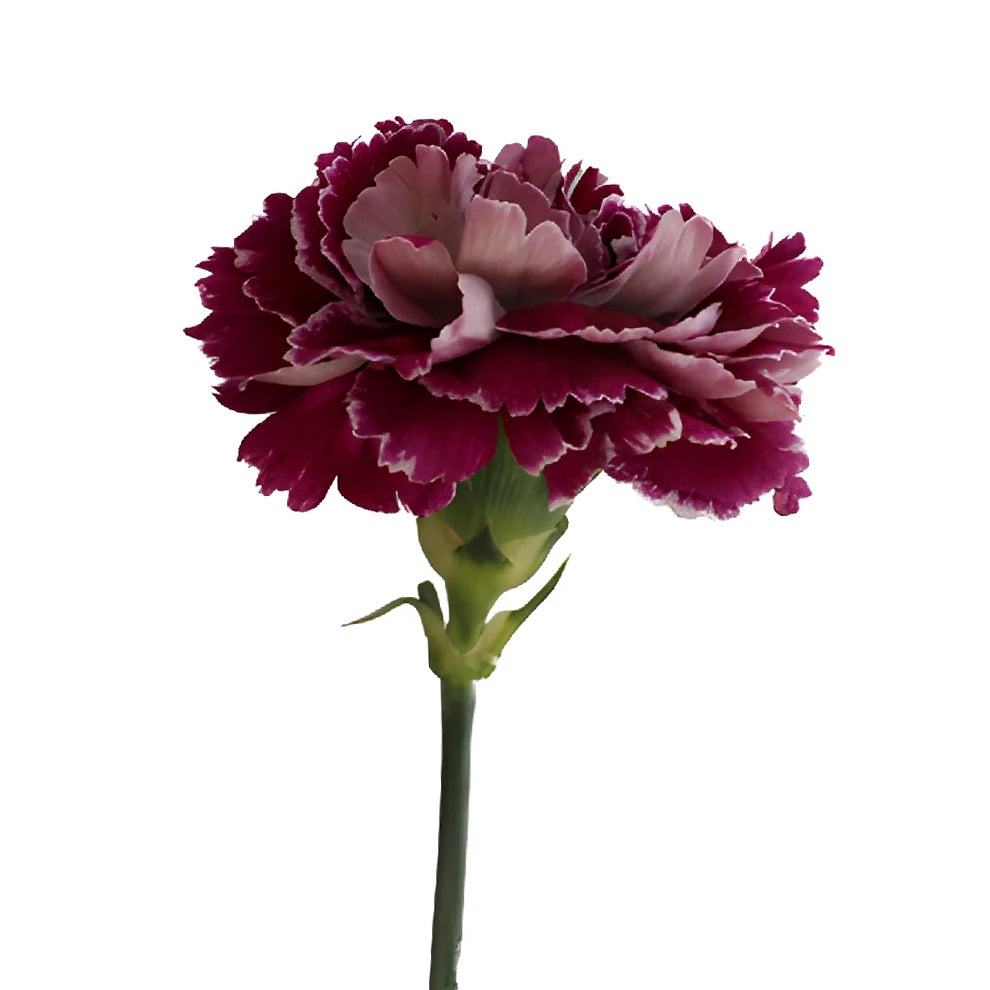 Minerva Carnations - main