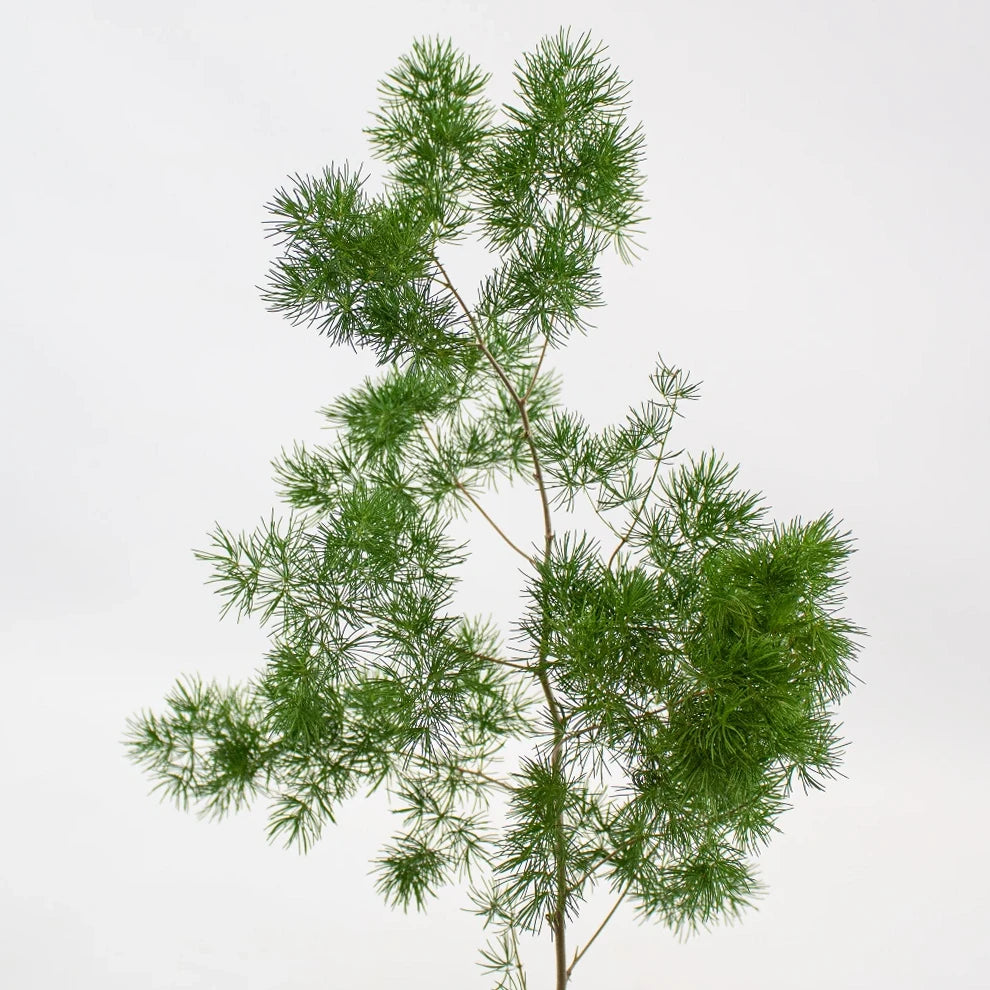 Ming Fern Greenery - alternative 1