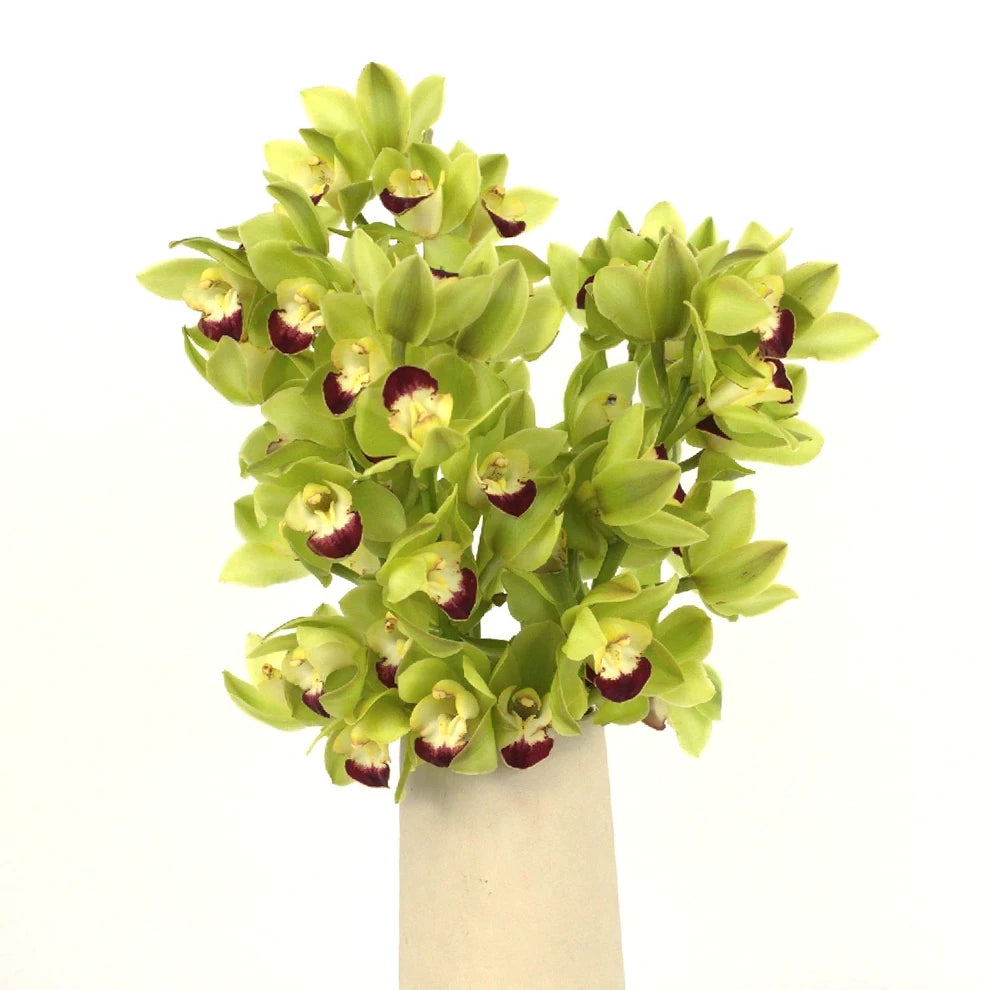 Green Orchids Mini Cymbidium - alternative 1