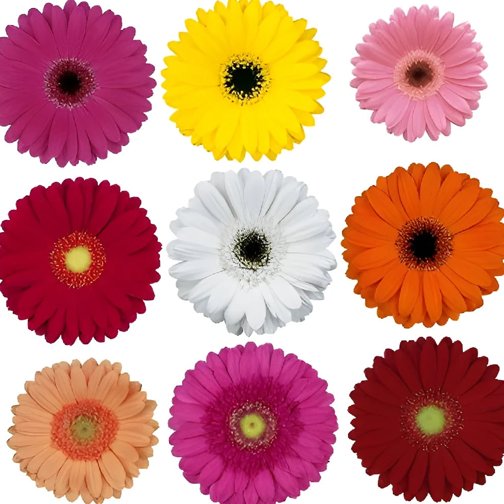 Assorted Gerberas Mini - main