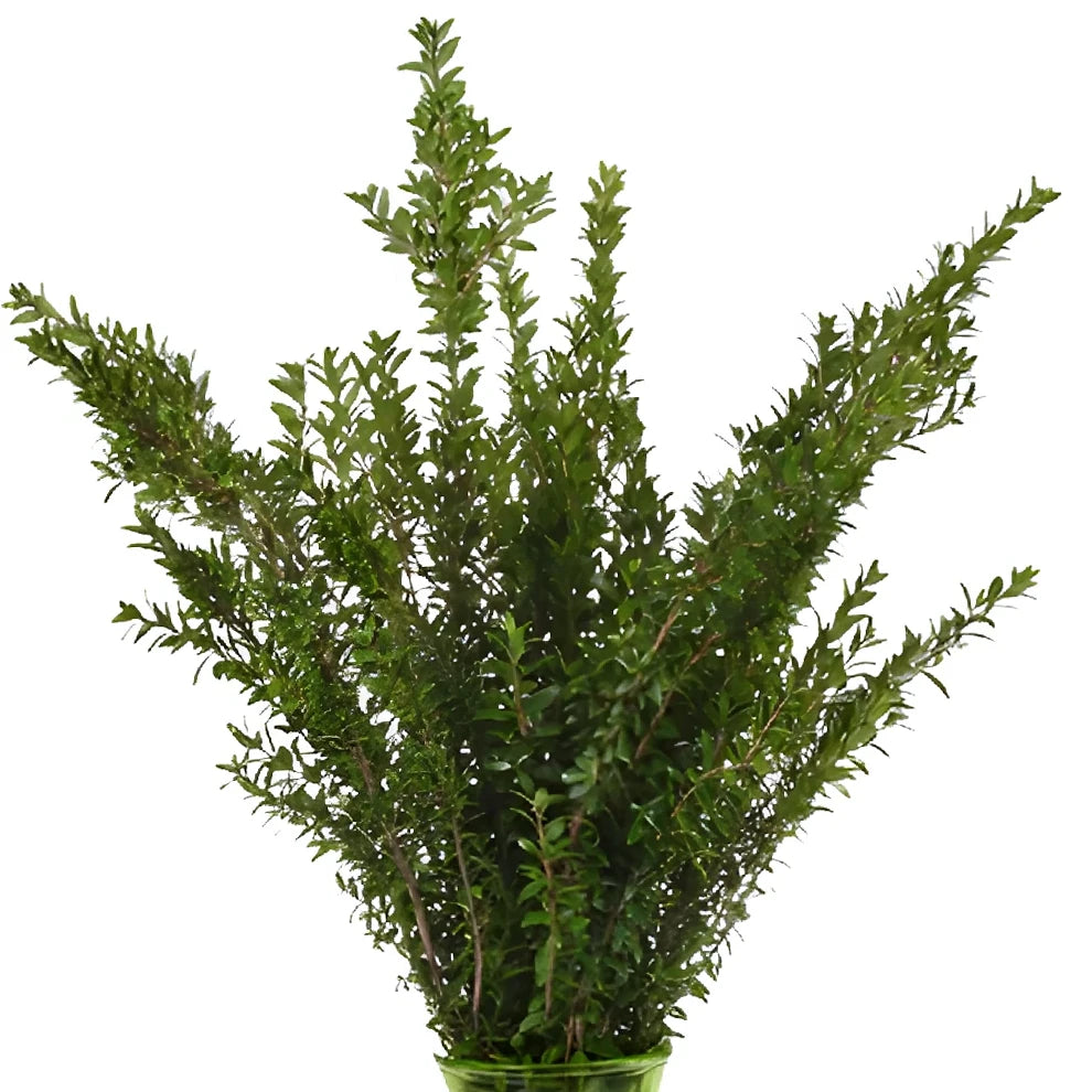 Myrtle Mini Greenery - alternative 2