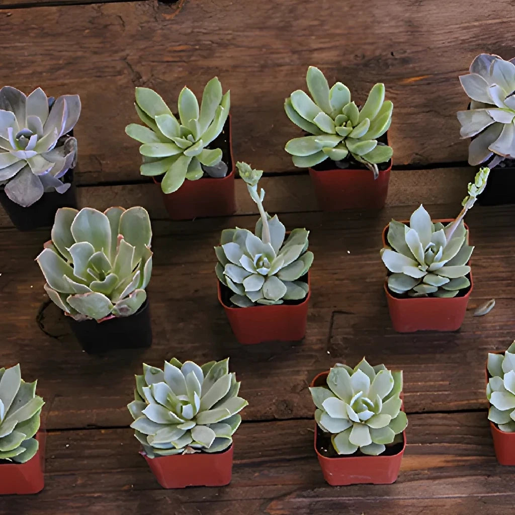 Grey Succulents - alternative 2