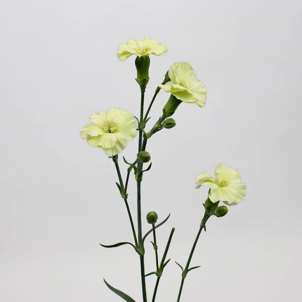Solomio Green Dianthus - alternative 1