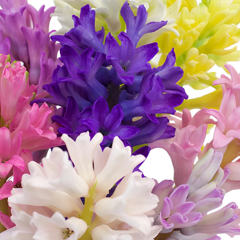 Assorted Hyacinth - alternative 1