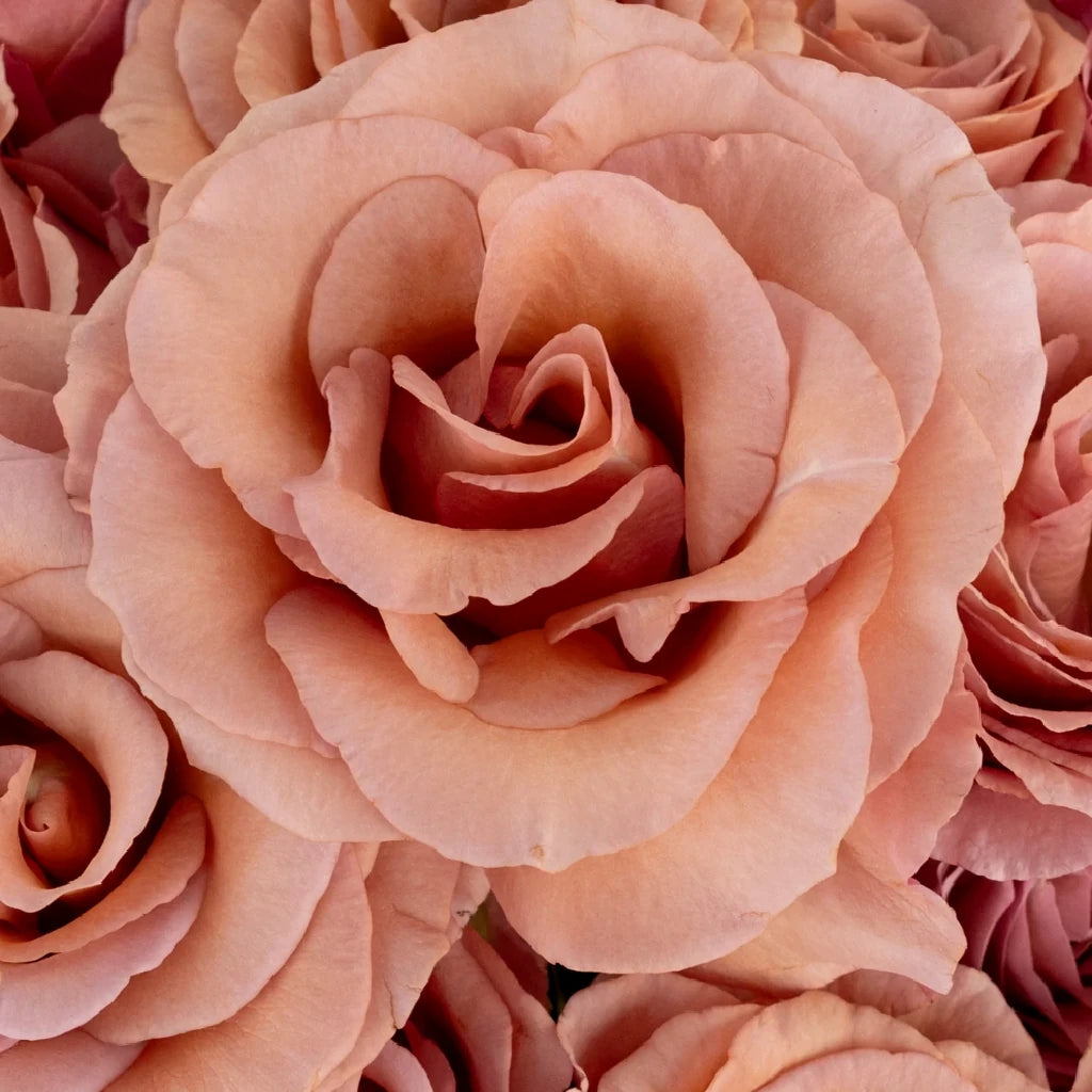 Moab Roses Standard - main