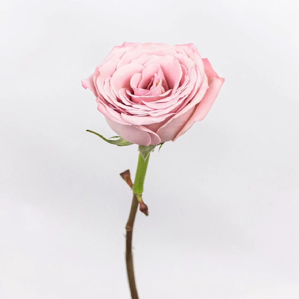 Cappuccino Roses Standard - alternative 2