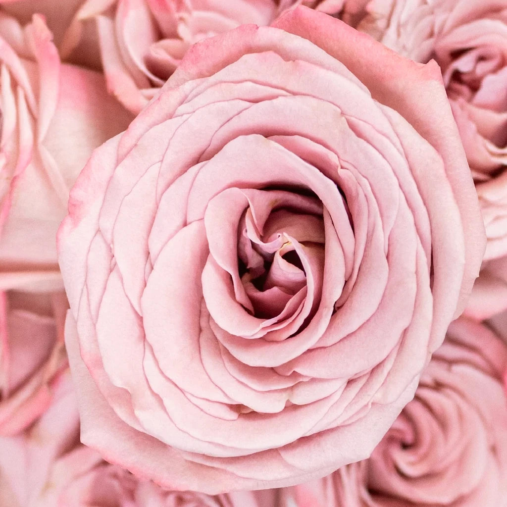 Cappuccino Roses Standard - alternative 3