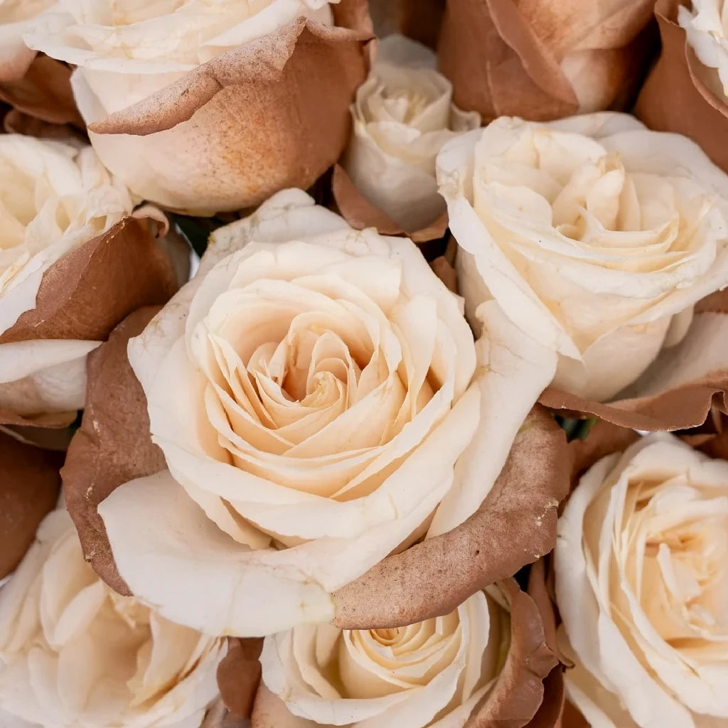 Tinted Brownie Roses Standard - alternative 1