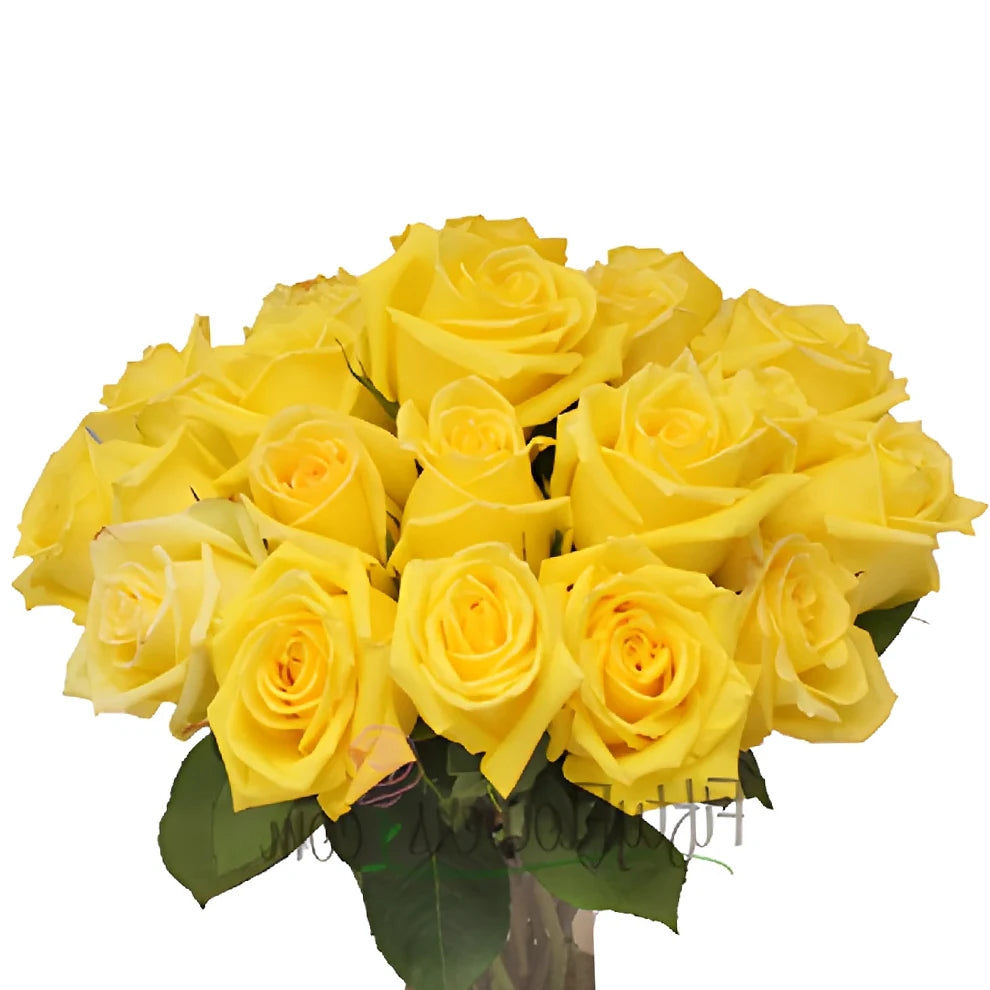 Mohana Roses Standard - alternative 1