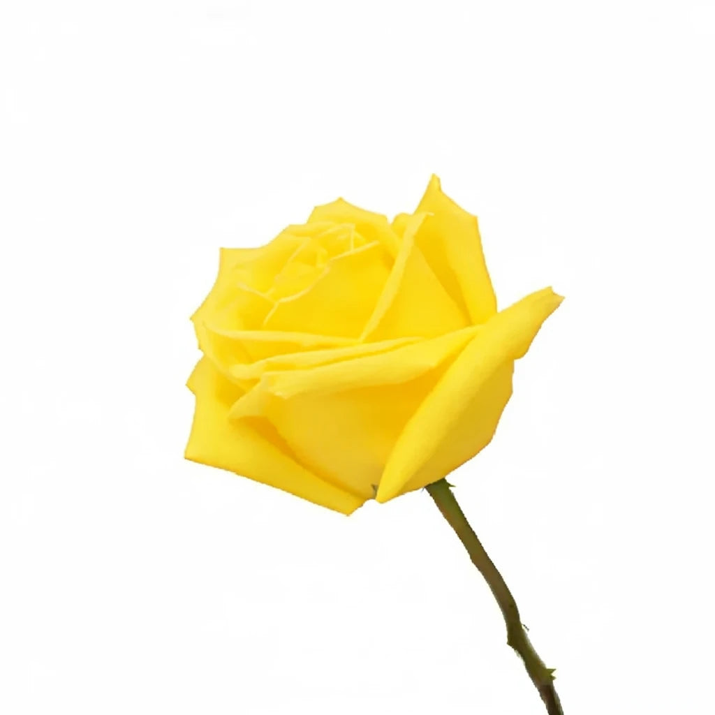 Mohana Roses Standard - alternative 2