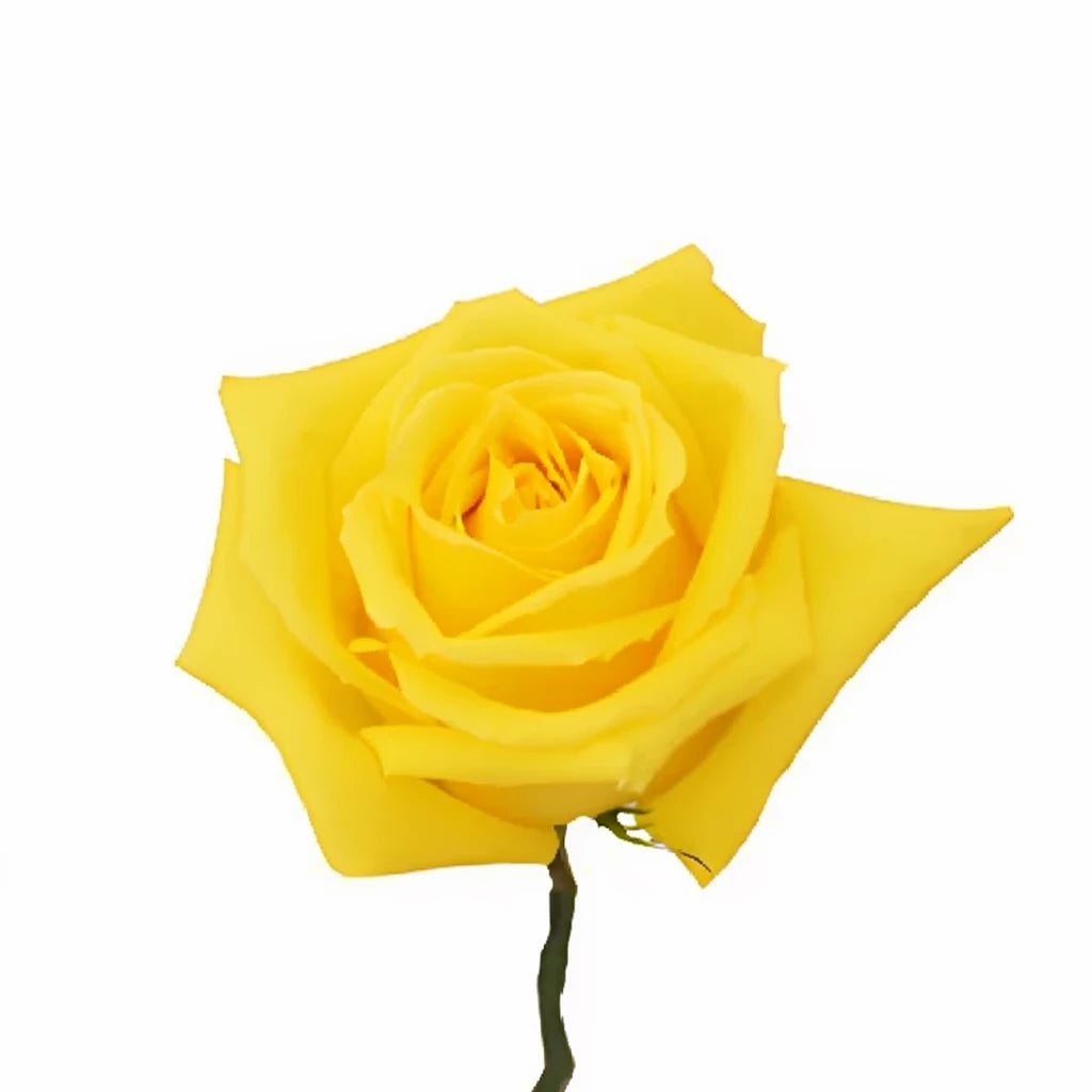 Mohana Roses Standard - main