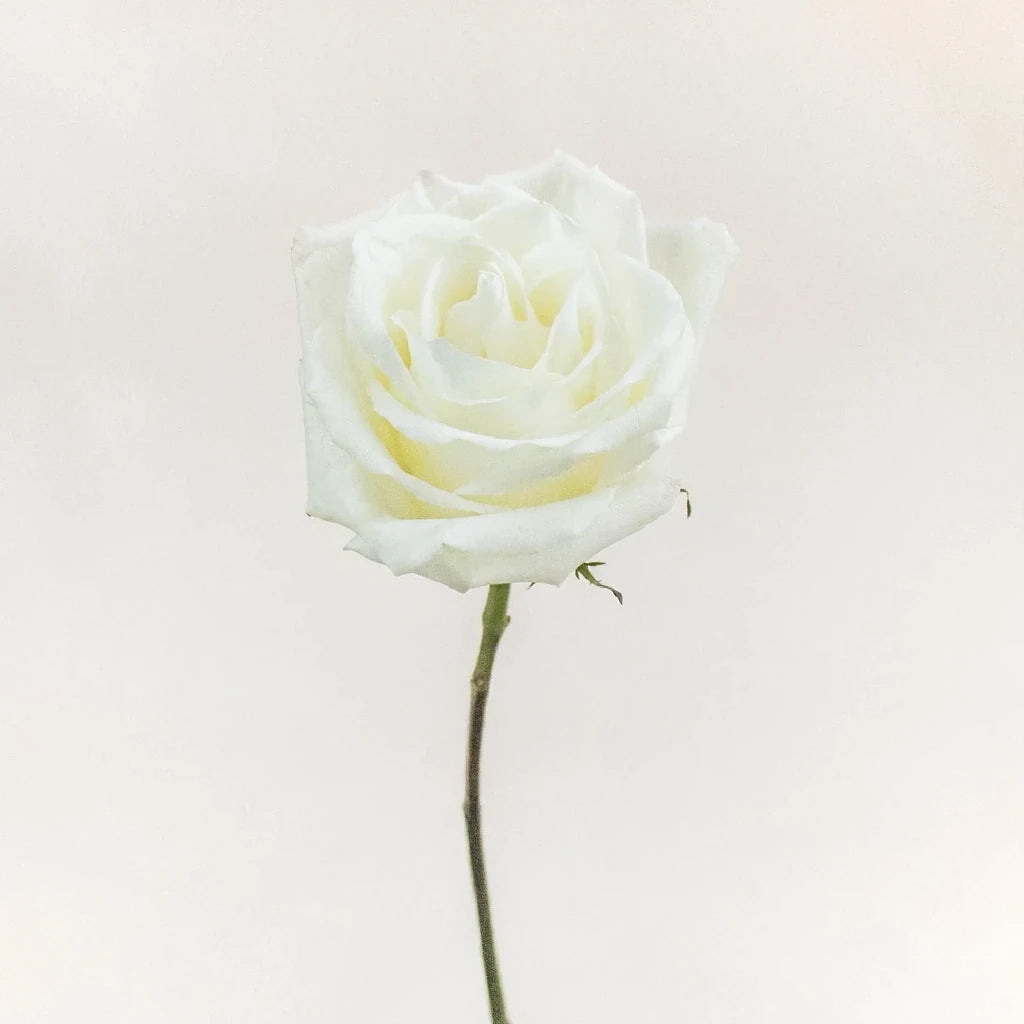 Mojito Roses Standard - main