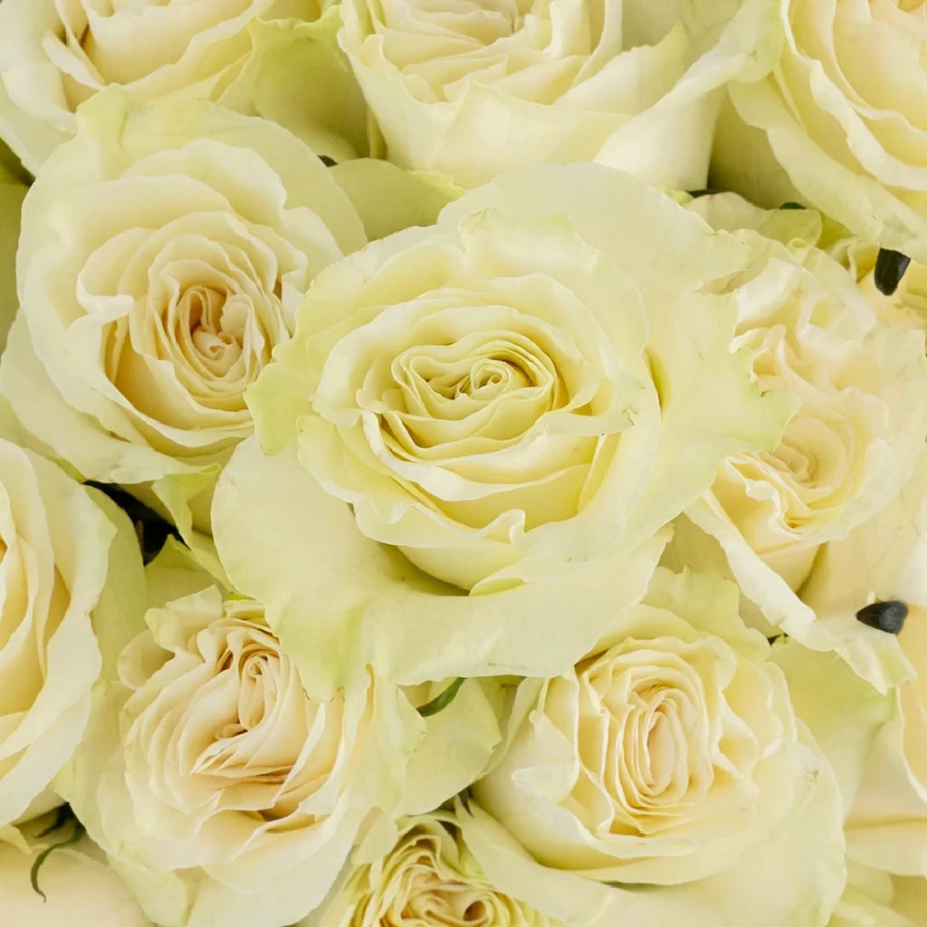 Mondial Roses Standard - alternative 1