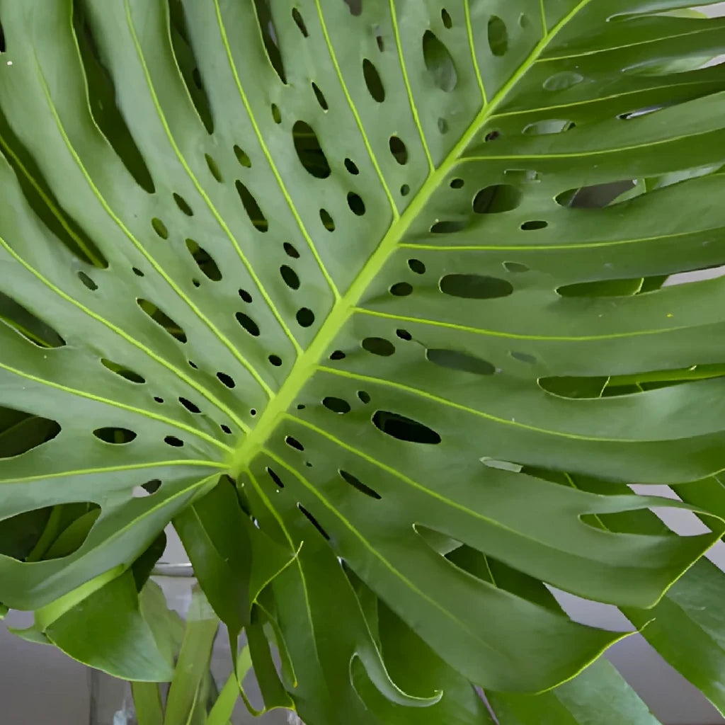 Alocacia Large Greenery - main