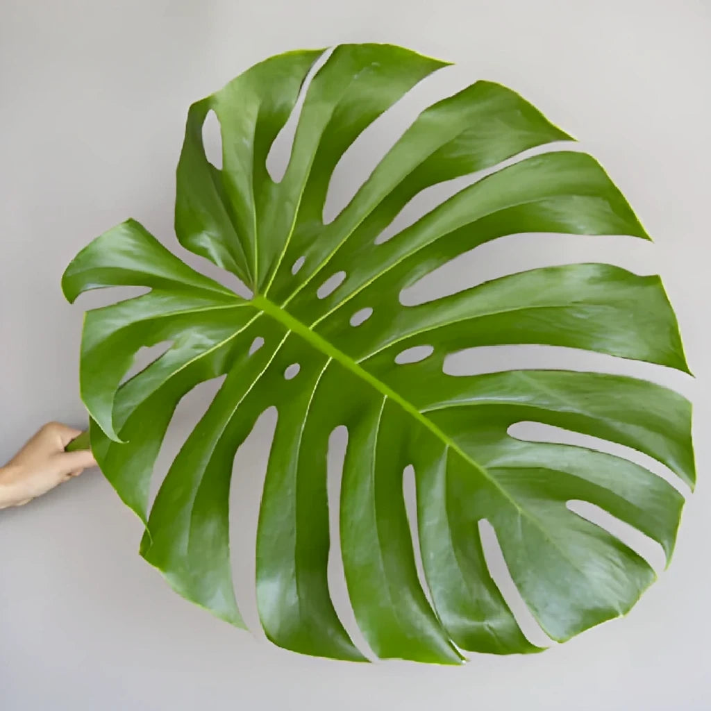 Alocacia Large Greenery - alternative 5