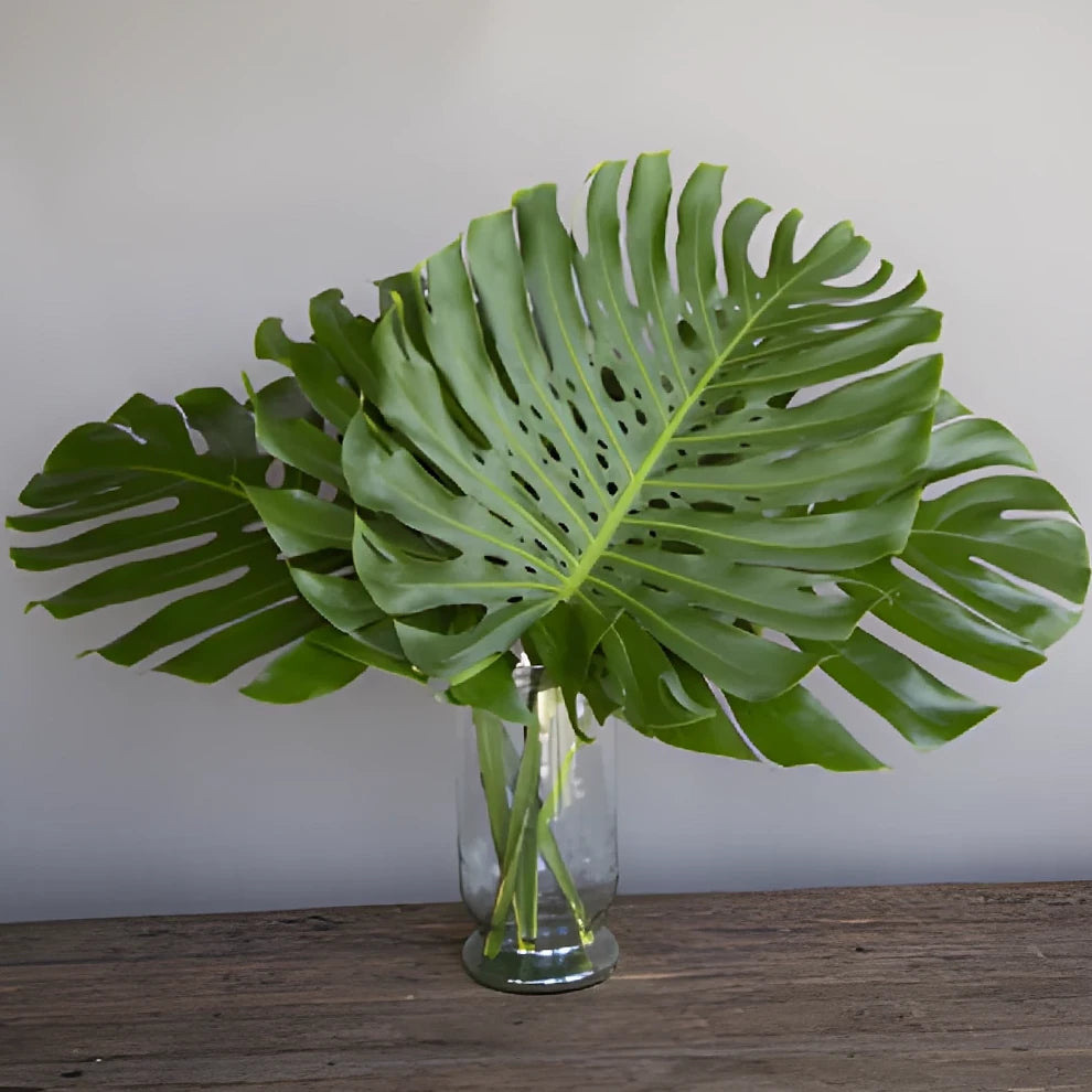 Alocacia Large Greenery - alternative 3