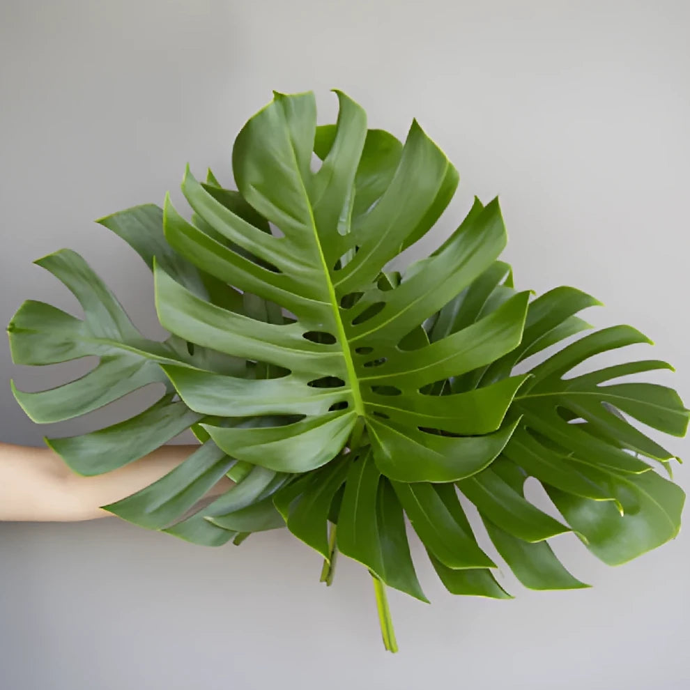 Alocacia Medium Greenery - alternative 5
