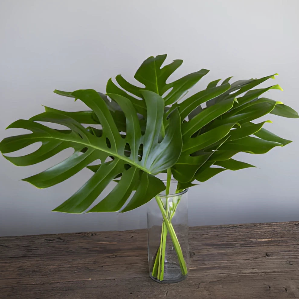 Alocacia Medium Greenery - alternative 4