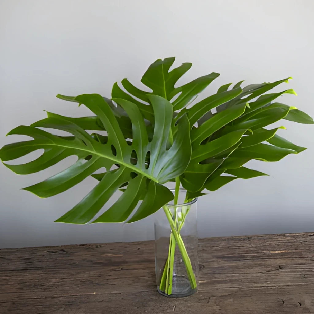 Alocacia Medium Greenery - main