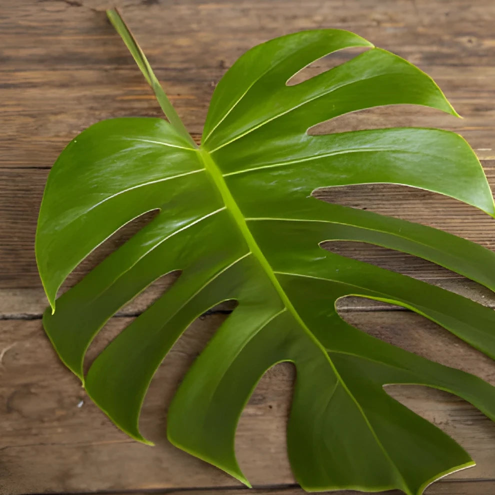 Alocacia Esmeralda Small Greenery - main