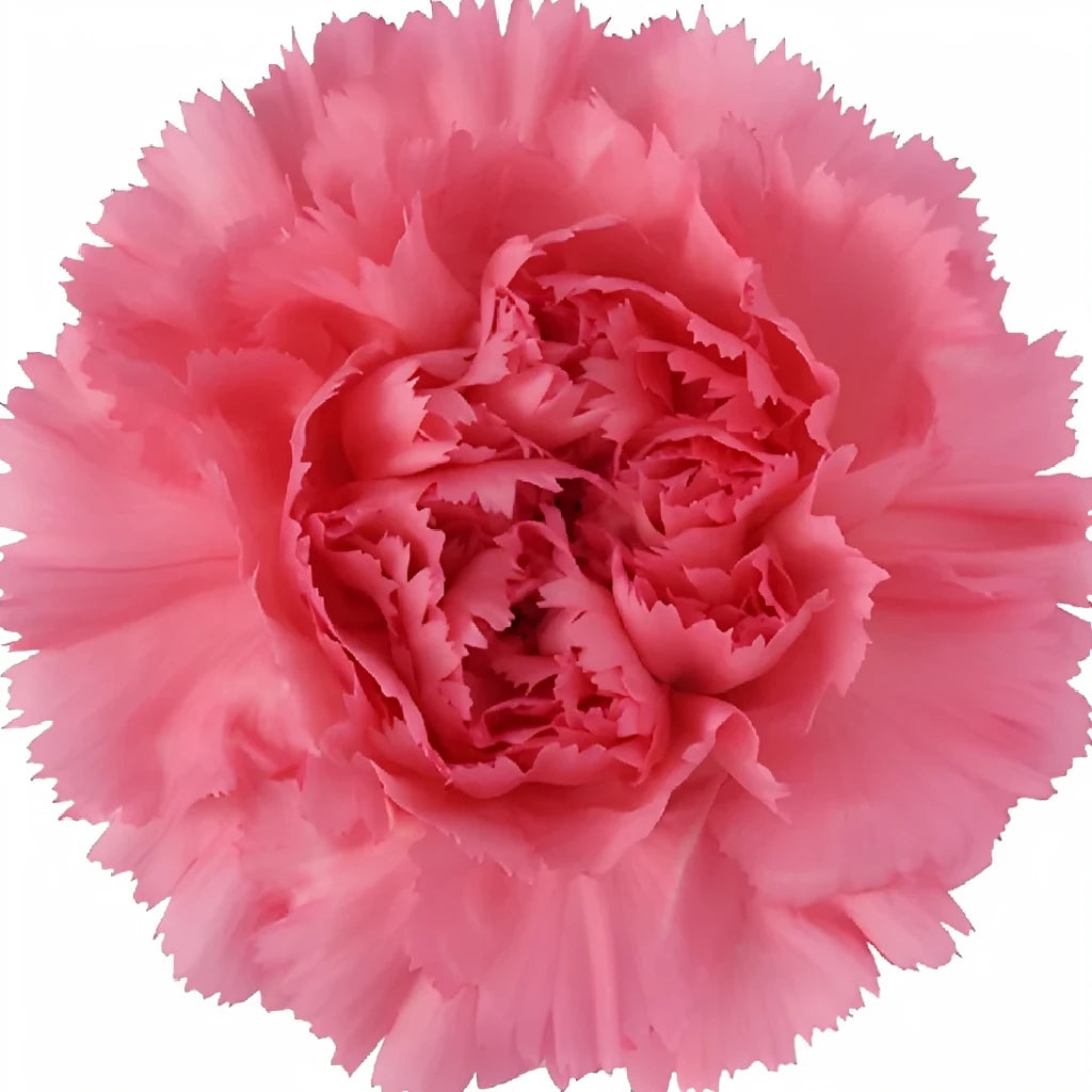 Montezuma Carnations - main