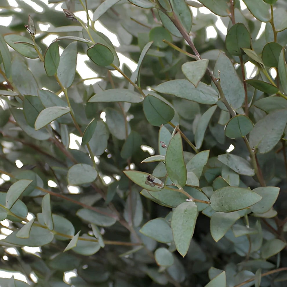 Moon Lagoon Greenery - alternative 1