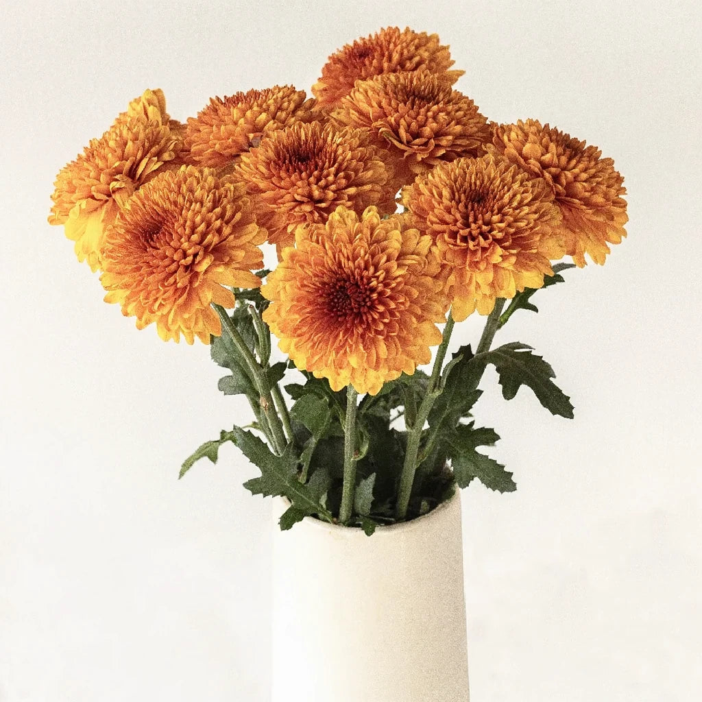Bronze Football Mums - alternative 2