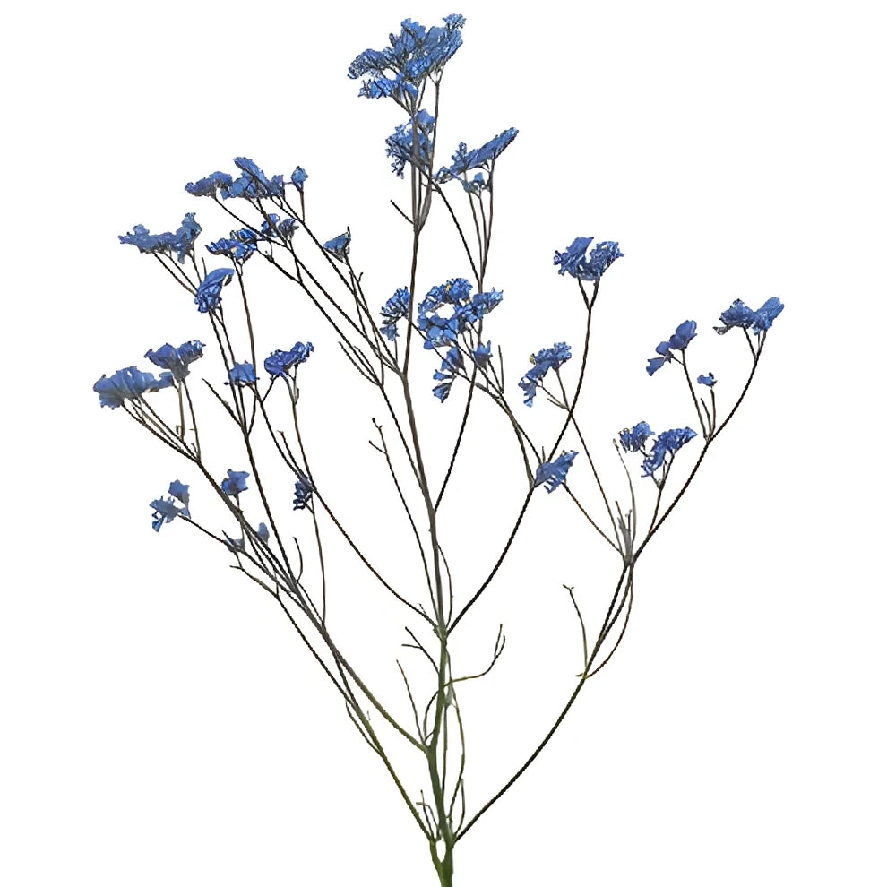 Tinted Limonium - Turquoise - main
