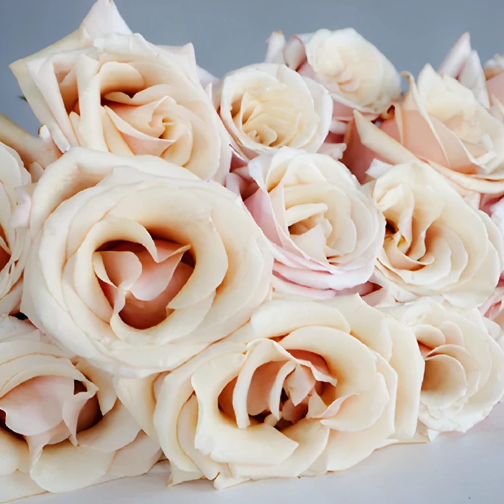 Mother of Pearl Roses Standard - main