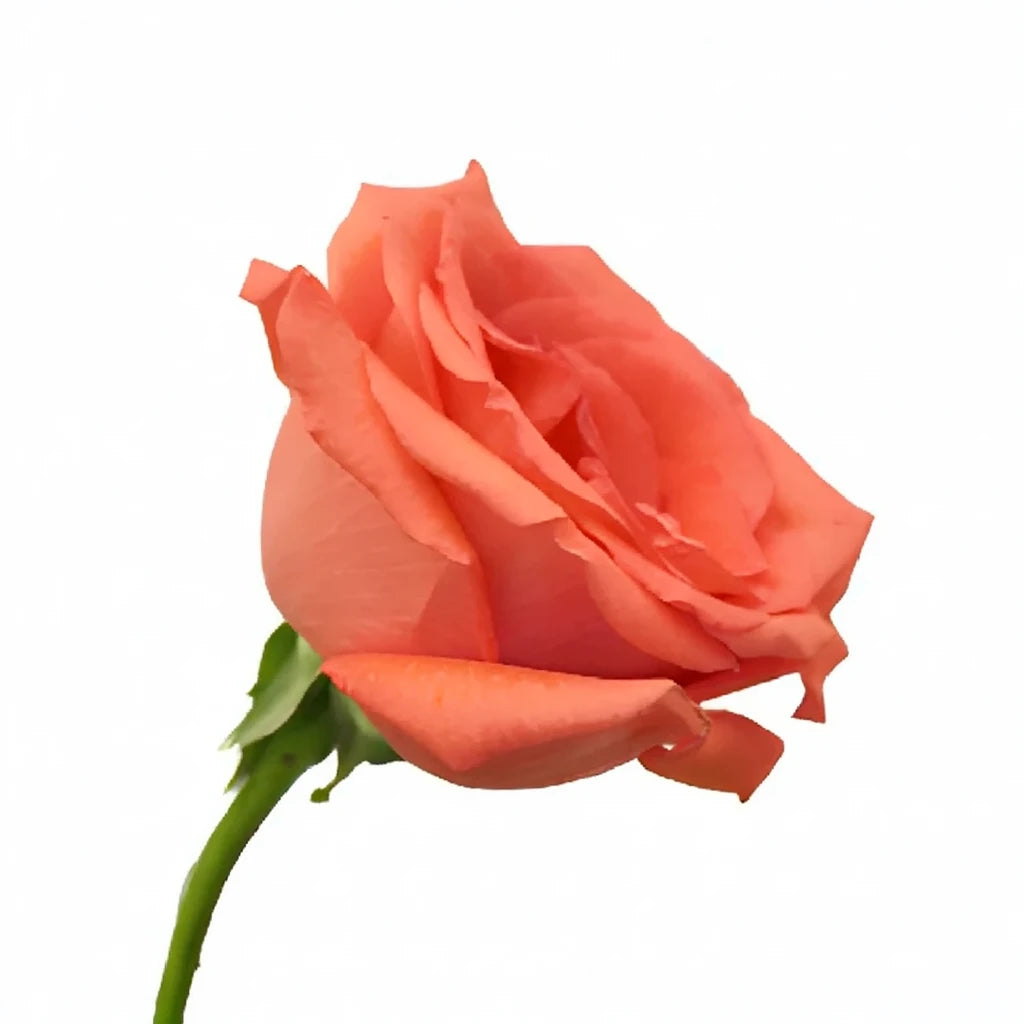 Movie Star Roses Standard - alternative 1