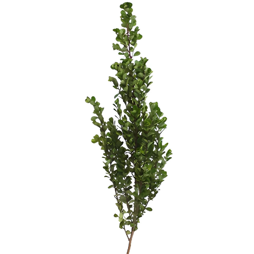 Myrtle Long Greenery - alternative 3